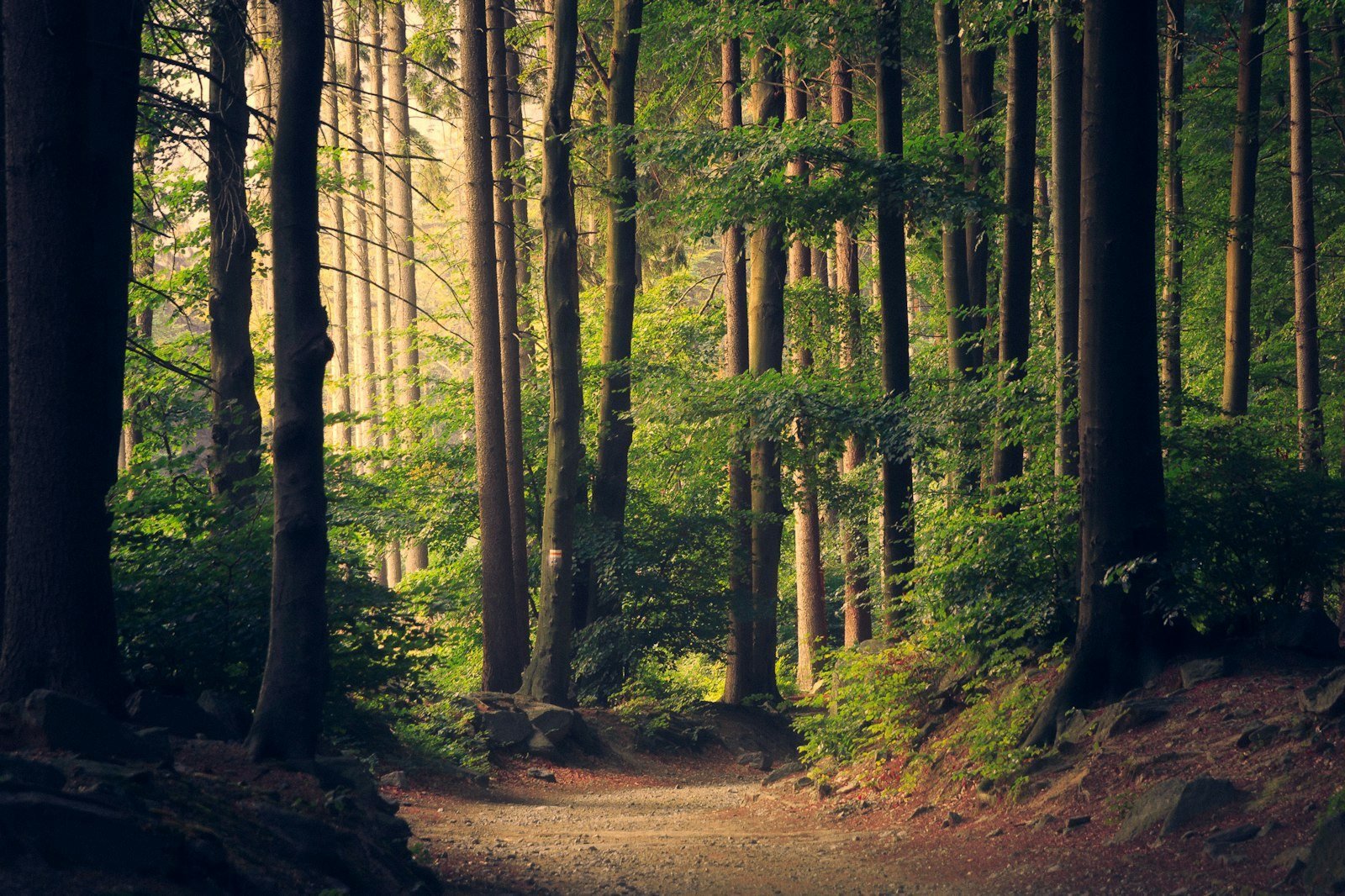 A quiet forest trail in the Pacific Northwest